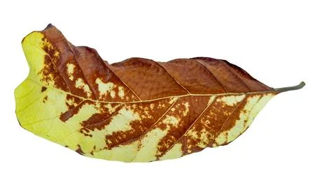 Cut out of teak leaf on a white background with clipping paths. The detaile.. Stock Photos