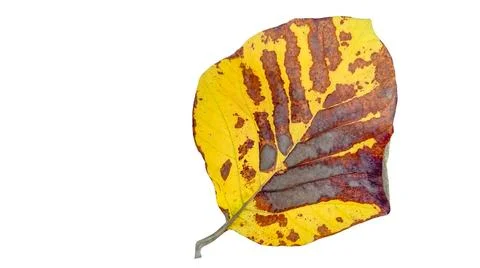 Cut out of teak leaf on a white background with clipping paths. The detaile.. Stock Photos