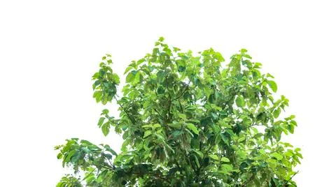 A cut-out of a teak tree on a white background with clipping paths. Stock Photos