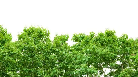 A cut-out of a teak tree on a white background with clipping paths. Stock Photos