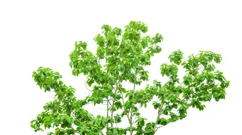A cut-out of a teak tree on a white background with clipping paths. Stock Photos