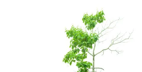 A cut-out of a teak tree on a white background with clipping paths. Stock Photos