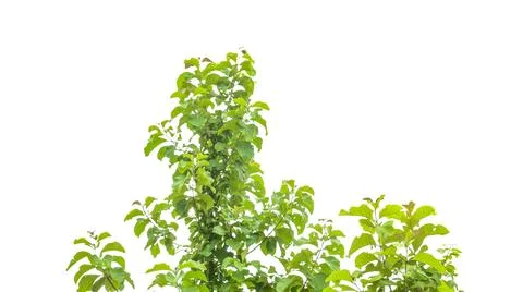 A cut-out of a teak tree on a white background with clipping paths. Stock Photos