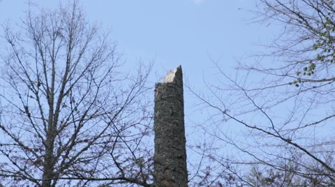 A cut out tree in a forest 库存影片 62776241