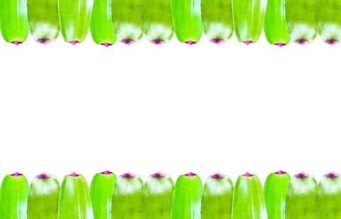 A cut-out of tree leaf on a white background with clipping paths. Stock Photos
