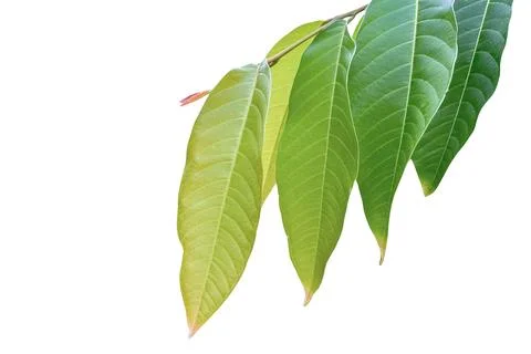 A cut-out of tree leaf on a white background with clipping paths. Stock Photos