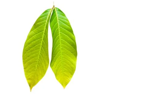 A cut-out of tree leaf on a white background with clipping paths. Stock Photos
