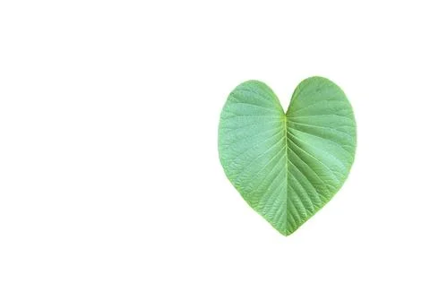 A cut-out of tree leaf on a white background with clipping paths. Stock Photos