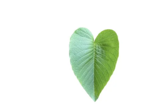 A cut-out of tree leaf on a white background with clipping paths. Stock Photos