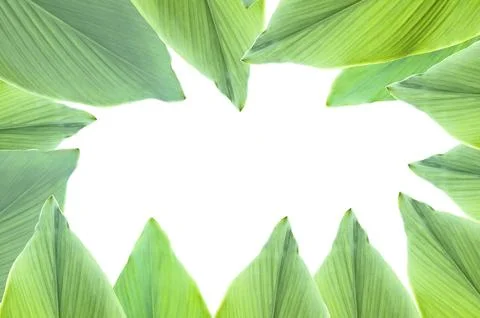 A cut-out of tree leaf on a white background with clipping paths. Foto stock
