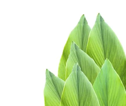 A cut-out of tree leaf on a white background with clipping paths. Stock Photos