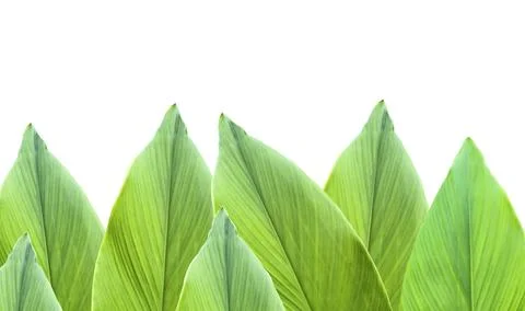 A cut-out of tree leaf on a white background with clipping paths. Stock Photos