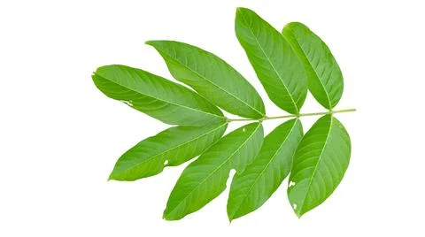 Cut out of tree leaves on a white background with clipping paths. The detai.. Stock Photos
