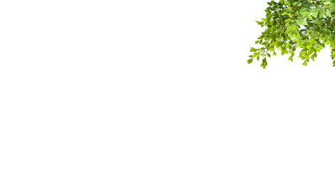 A cut-out of tree top leaves on a white background with clipping paths. Stock Photos