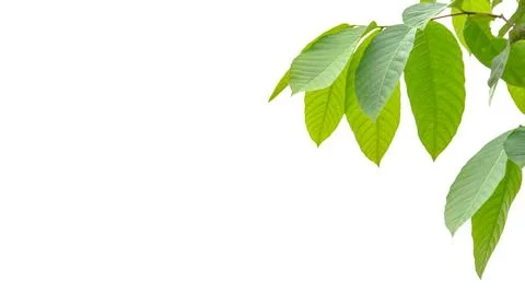 A cut-out of a tree top on a white background with clipping paths. Stock Photos