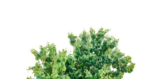 A cut-out of a tree top on a white background with clipping paths. Stock Photos