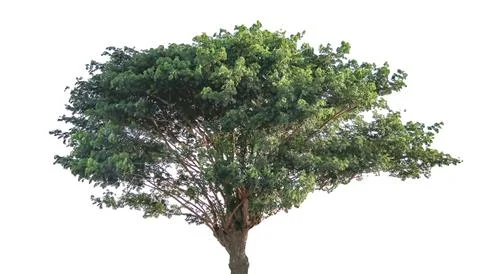 A cut out of a tree on a white background with clipping paths. Stock Photos