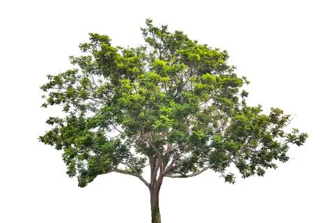 A cut-out of a tree on a white background with clipping paths. Stock Photos
