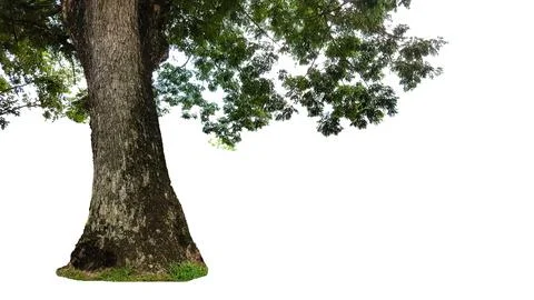 A cut-out of a tree on a white background with clipping paths. Stock Photos