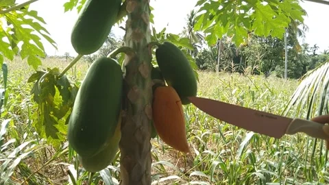 Cut the papaya fruit on the tree Stock Footage 212492634