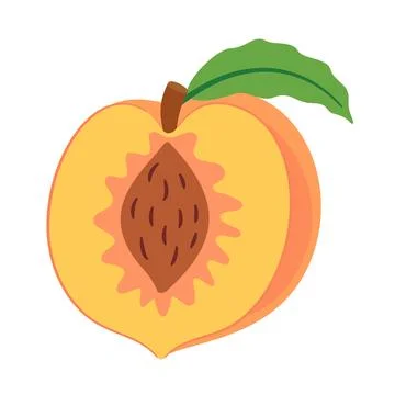 Cut peach half with seed pit and green leaf vector illustration Stock Illustration