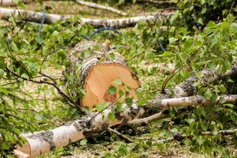 Cut a piece of the trunk. Stock Photos