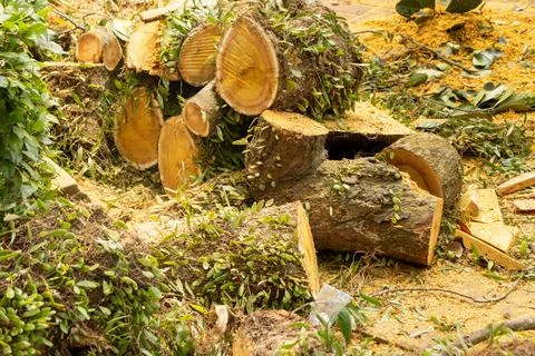 Cut pieces of jackfruit tree trunk Stock Photos