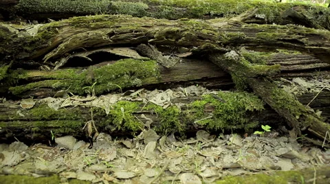 Cut pile of old logs Stock Footage 50394190