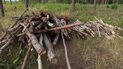 Cut pine and birch logs piled in forest clearing. Timber, firewood Stock Footage 340998067