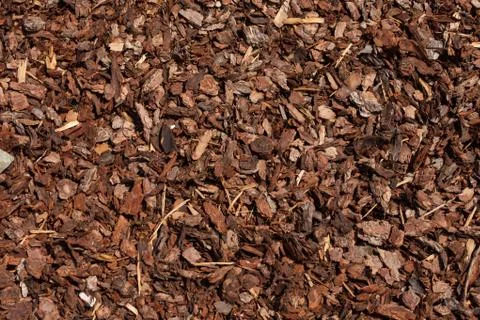 Cut pine bark inside an Italian forest Stock Photos