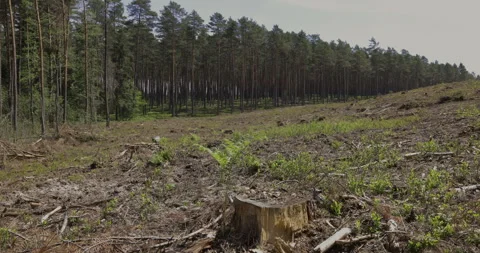 A cut pine forest, 4K Stock Footage 244330712