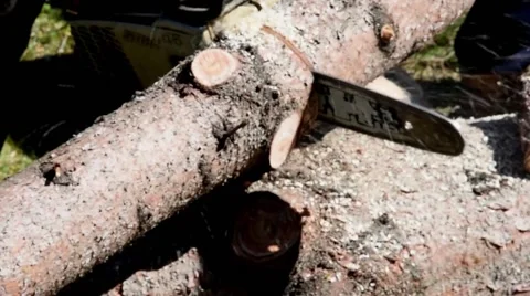 The cut of a pine log with a chainsaw Video stock 62931876