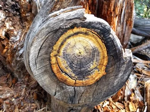 Cut pine log with colored tree rings Stock Photos