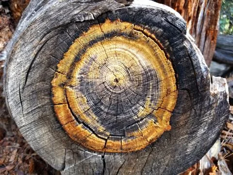 Cut pine log with colored tree rings Stock Photos
