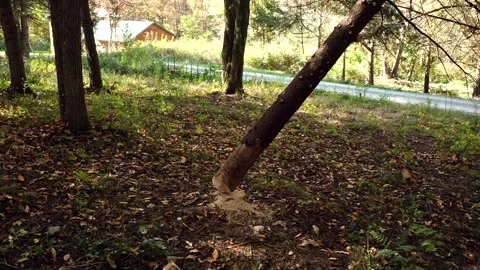 Cut pine tree Stock-Footage 252511146