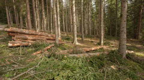 Cut pine tree inside an Italian forest. Cross section of a young pine tree Stock Photos