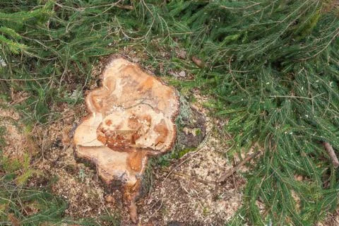 Cut pine tree inside an Italian forest. Cross section of a young pine tree Stock Photos