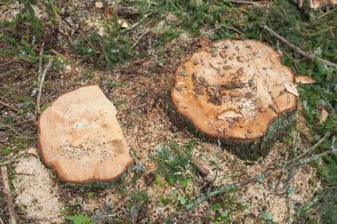 Cut pine tree inside an Italian forest. Cross section of a young pine tree Stock Photos