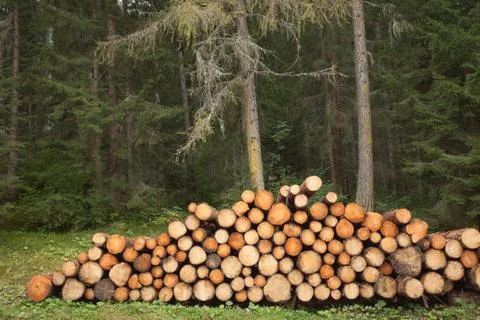 Cut pine tree inside an Italian forest. Cross section of a young pine tree Stock Photos