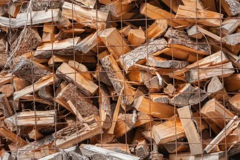 Cut pine tree inside an Italian forest. Cross section of a young pine tree Stock Photos