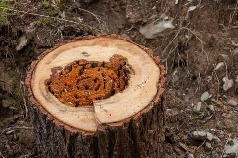 Cut pine tree inside an Italian forest. Cross section of a young pine tree Stock Photos
