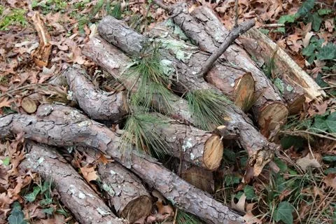 Cut Pine Tree Logs Stock Photos