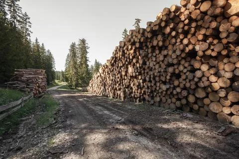 Cut pine tree stacked inside an Italian forest Stock Photos