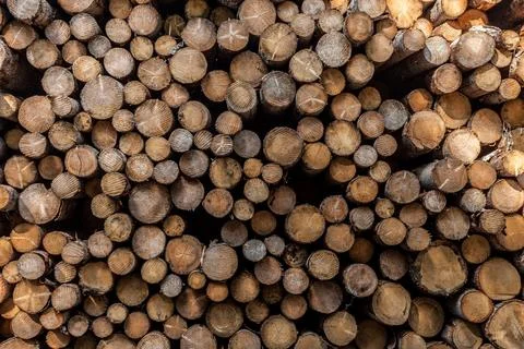 Cut pine tree stacked inside an Italian forest Stock Photos