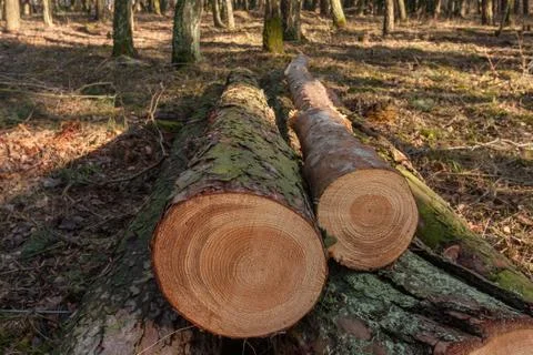 Cut pine trees in the forest Stock Photos