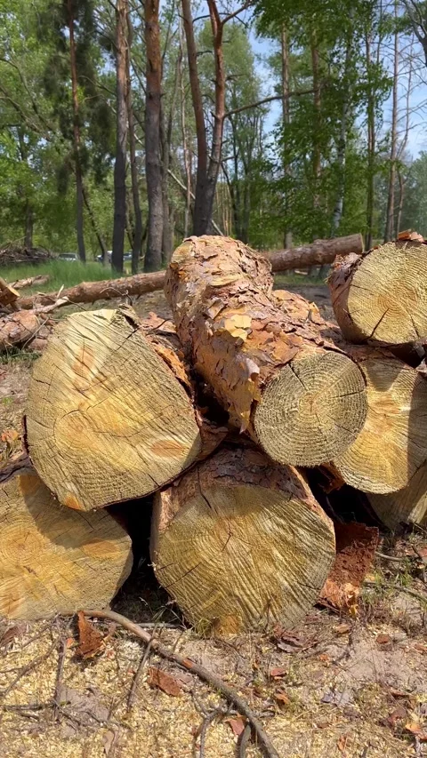 Cut pine trees lie on the ground in the middle of the forest. Stock Footage 314094558