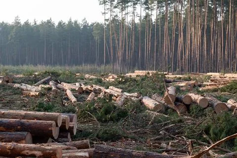 Cut pine trees scattered in timberland under soft evening light Stock Photos