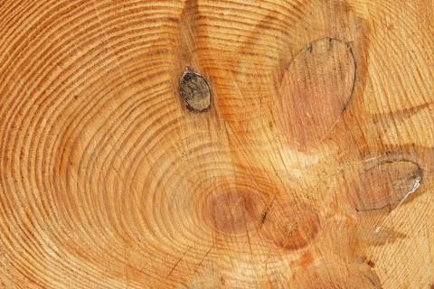 Cut of a pine trunk Stock Photos