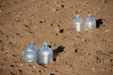 Cut plastic bottle covers for vegetable seedlings to keep humidity Stock Photos
