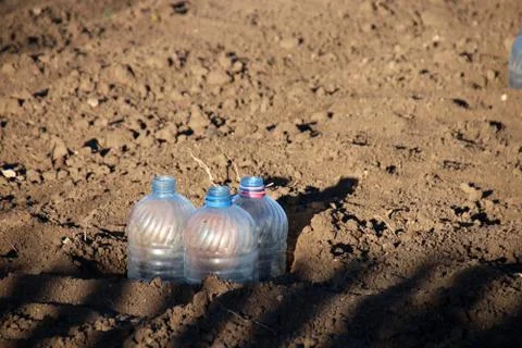 Cut plastic bottle covers for vegetable seedlings to keep humidity Foto stock